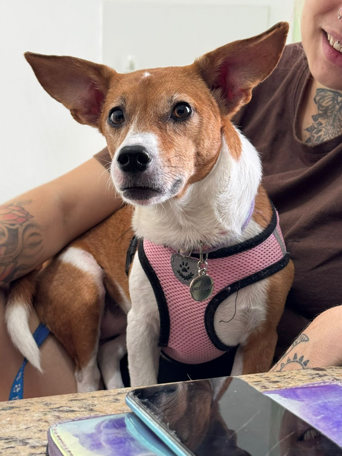 Atendimento veterinário em casa